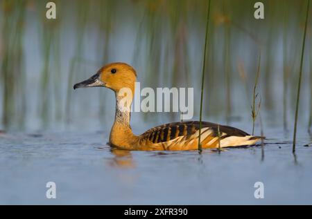 Pfiff-Ente (Dendrocygna bicolor) La Pampa, Patagonien, Argentinien Stockfoto