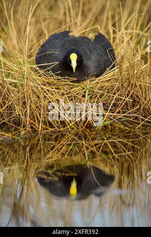 Weißflügelhühne (Fulica leucoptera) nistet, La Pampa, Argentinien Stockfoto