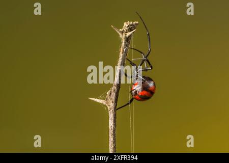 Die schwarze Witwenspinne (Latrodectus mactans) ist im Südosten der Vereinigten Staaten verbreitet Stockfoto