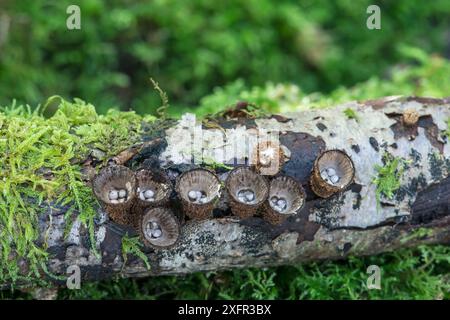 Kannelierter Vogelnstpilz (Cyathus striatus) unter Moos, Sussex, Großbritannien. September 2017. Stockfoto