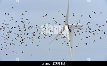 Eurasischer Brachvogel (Numenius arquata) im Flug, Vendee, Frankreich, September. Stockfoto