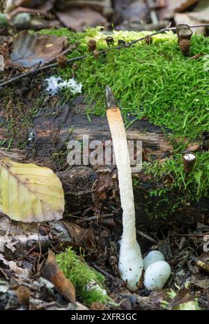 Hund Stinkhornpilz (Mutinus caninus) mit „Eiern“, Sussex, UK. September 2017. Stockfoto