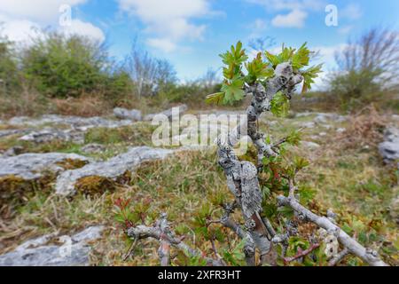 Muschelmotte (Cerura vinula) getarnt auf kleinem Weißdornbaum (Crataegus monogyna) Burren National Park, County Clare, Irland, April. Stockfoto