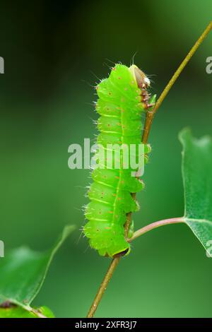 Mondmotte (Actias luna) caterpillar, Michigan, USA. September. Stockfoto