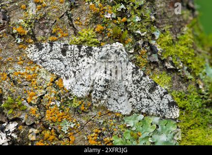 Pepered Moth (Biston betularia) getarnt unter Flechten, Banbridge, County Down, Nordirland, Juni. Stockfoto