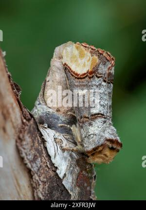 Buff-Spitzentopf (Phalera bucephala) Banbridge, County Down, Nordirland. Stockfoto