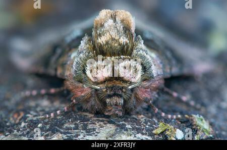 Die Spektakelmotte (Abrostola tripartita) Banbridge, County Down, Nordirland. Stockfoto