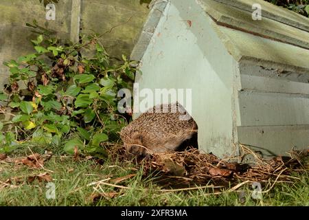 Igel (Erinaceus europaeus), der nachts in einem Vorstadtgarten aus einem Igelhaus auftaucht, Chippenham, Wiltshire, Großbritannien, September. Aufgenommen mit einer ferngesteuerten Kamerafalle. Stockfoto