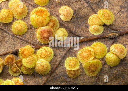 Spangle Gall Wespe (Neuroterus quercusbaccarum) Galls on Oak Leaf, Clare Glen, County Armagh, Nordirland, Oktober. Stockfoto