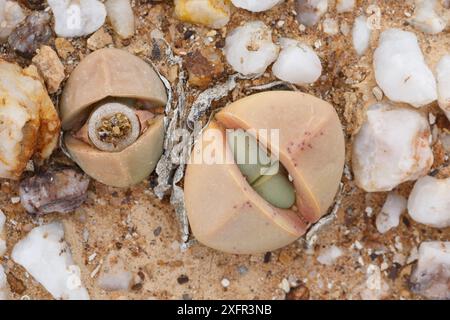 Die einheimische Steinpflanze Argyroderma delaetii, auch bekannt als Bababoudjes (Bababoudjes), wächst unter Quarzsteinen in der Knersvlakte, Westkap, Südafrika Stockfoto