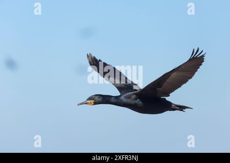 Kap Kormoran (Phalacrocorax capensis) im Flug, Betty's Bay, Westkap, Südafrika Stockfoto