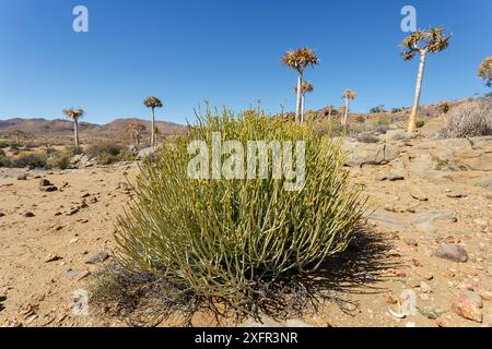 Bleistiftmilchbusch (Euphorbia mauritanica) wächst unter Quiverbäumen (Aloidendron dichotomum) in der Nähe von Leliesfontein, Namaqualand, Südafrika Stockfoto