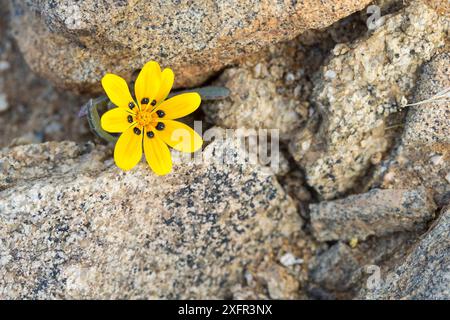 Gelb Gazania (Gazania lichtensteinii), Kamieskroon, Westkap, Südafrika. Stockfoto