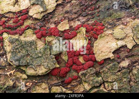 Buchenholzpilz (Hypoxylon fragiforme) auf Buchenrinde, Castle Coole Estate, County Fermanagh, Nordirland. Oktober. Stockfoto