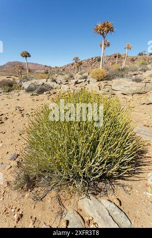 Bleistiftmilchbusch (Euphorbia mauritanica) wächst unter Quiverbäumen (Aloidendron dichotomum) in der Nähe von Leliesfontein, Namaqualand, Südafrika Stockfoto