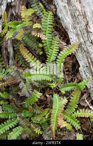 Alpenwasserfarn (Blechnum penna-Marina), Patagonien, Chile, Südamerika Stockfoto