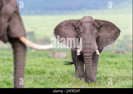Afrikanischer Elefant (Loxodonta africa), männlich in Bedrohung, zeigen sich Rivalen. Boden des Ngorongoro-Kraters, Ngorongoro Conservation Area, Tansania. Stockfoto