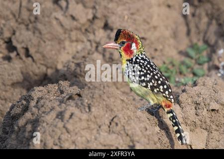 Rot-gelbes Barbet (Trachyphonus erythrocephalus) auf Termitenhügel. Tarangire Nationalpark, Tansania. Stockfoto