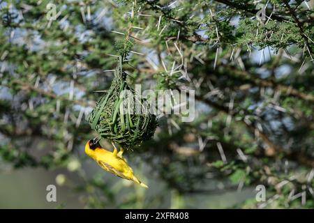 Vitelline Maskenweber (Ploceus velatus) männlich, der sein Nest durch Grasweben baut. Ndutu, Ngorongoro Conservation Area (NCA), Tansania. Stockfoto