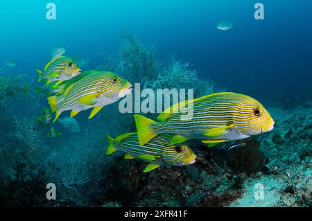 Ribbon Sweetlips (Plectorhinchus polytaenia) schwimmen über Black Coral (Antipathes sp.), Triton Bay, nahe Kaimana, West Papua, Indonesien Stockfoto