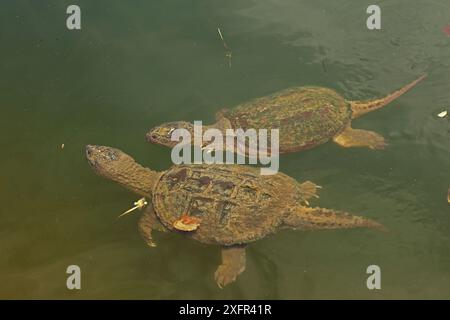 Schnappschildkröten (Chelydra serpentina) Maryland, USA, August. Stockfoto