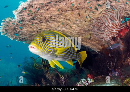 Ribbon Sweetlips (Plectorhinchus polytaenia), Triton Bay, nahe Kaimana, West Papua, Indonesien Stockfoto