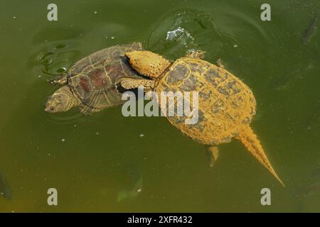 Schnappschildkröten (Chelydra serpentina) Maryland, USA, August. Stockfoto