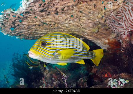 Ribbon Sweetlips (Plectorhinchus polytaenia), Triton Bay, nahe Kaimana, West Papua, Indonesien Stockfoto