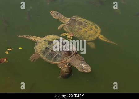 Schnappschildkröten (Chelydra serpentina) mit bemalten Schildkröten (Chrysemys picta), die sich von Algen ernähren, auf der Rückseite des Schnappers, Maryland, USA. August. Stockfoto