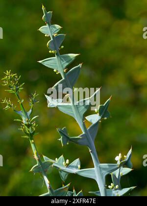 Ankerpflanze (Colletia paradoxa) aus Uruguay und Südbrasilien Stockfoto