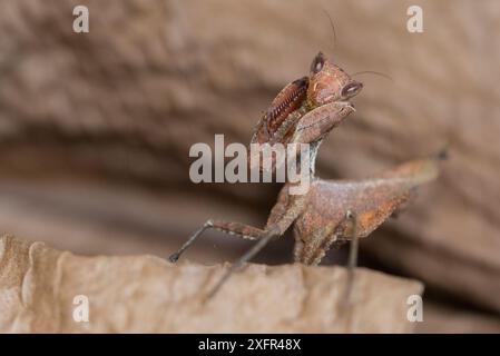 Südamerikanische Dead Leaf Mantis (Decimiana tessellata) Captive; kommt in Bolivien vor. Stockfoto