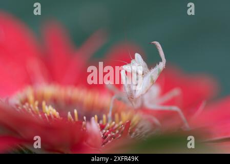 Indische Blumenmantis (Creobroter gemmatus), in Gefangenschaft, heimisch in Asien. Stockfoto