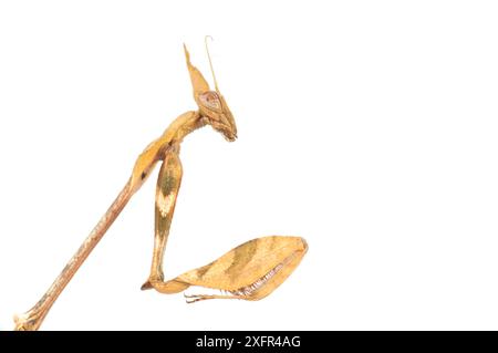 Violinmantis (Gongylus gongylodes) in Gefangenschaft, kommt in Südindien und Sri Lanka vor. Stockfoto