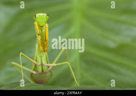 Riesige Afrikanische Mantis (Sphodromantis viridis) Porträt, Captive, tritt in West Afrika. Stockfoto