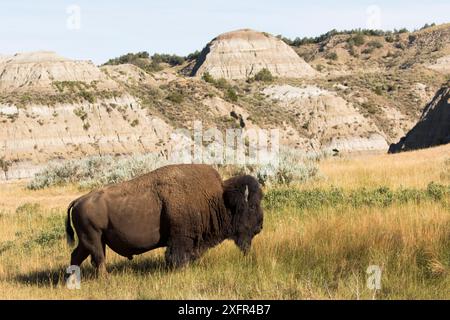 Amerikanischer Bison (Bison Bison) Bulle auf der Prärie mit kurzem Gras, in der Nähe der für den Park charakteristischen Badlands, Theodore Roosevelt National Park, North Dakota, USA. Juni. Stockfoto