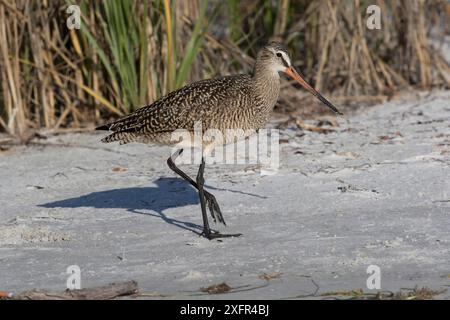 Marmorierter Godwit (Limosa fedoa), der am Ufer der Tampa Bay in St. Petersburg, Florida, USA, April auf der Suche ist. Stockfoto