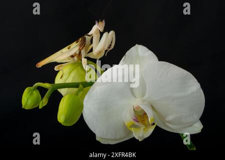 Orchideenmantis (Hymenopus coronatus) auf Phalenopsis Orchideenblüte, Gefangenschaft, kommt in Südostasien vor. Stockfoto