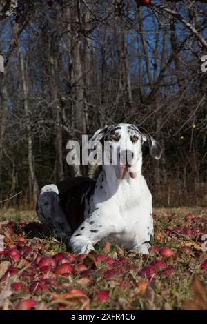 Große däne Weibchen mit unbeschnittenen Ohren, im Obstgarten mit gefallenen Äpfeln, North Granby, Connecticut, USA. Stockfoto