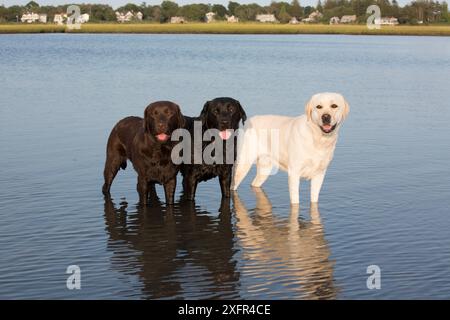 Drei Rassenfarben von Labrador Retriever – schwarz, Schokolade und Gold – stehen im Wasser, Rhode Island, USA. August. Stockfoto