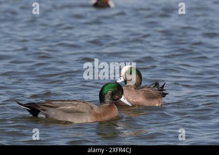 Stockenten (Anas platyrhynchos) x American Widgeon (Anas americana) Hybrid im Vordergrund (Pure American Widgeon schwimmt dahinter), Paddeln auf Choptank River, Chesapeake Bay, Eastern Shore, Maryland, USA, Februar. Stockfoto