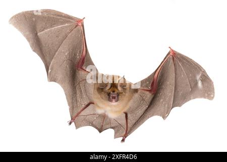 Sundevalls Rundblätterfledermaus (Hipposideros Caffer) im Flug, Gorongosa Nationalpark, Sofala, Mosambik. Kontrollierte Bedingungen Stockfoto