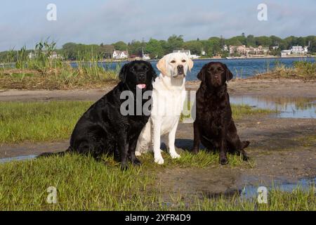 Labrador Retriever, drei verschiedene Farben zusammen, Schwarz, Gelb, Schokolade, am Rande des Salzwiesen, Charlestown, Rhode Island, USA, Juni. Stockfoto