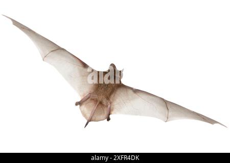 Angolanische Freischwanzfledermaus (Mops condylurus) im Flug, Codzo Caves, Mazamba, Sofala, Mosambik. Kontrollierte Bedingungen Stockfoto