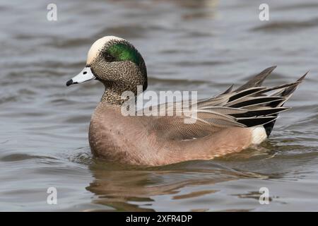 American Widgeon (Anas americana) drake, paddelnd auf dem Choptank River, Standort seines Winterquartiers, Maryland, USA, Februar. Stockfoto