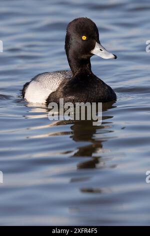 Liter Scaup (Aythya affinis) drake, paddeln auf dem Choptank River, wo beide Arten Chesapeake Bay Eastern Shore, Maryland, USA, überwintern. Februar. Stockfoto