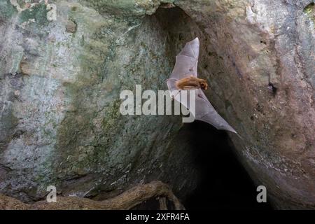 Trident bat, Chewbacca Fledermaus (Triaenops afer) im Flug, Codzo Caves, Mazamba, Sofala, Mosambik. Stockfoto