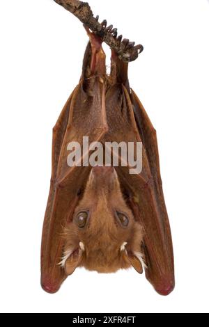 Peters's epauletted Frucht Fledermaus (Epomophorus crypturus) Gorongosa Nationalpark, Sofala, Mosambik. Kontrollierte Bedingungen Stockfoto