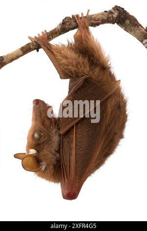 Peters's epauletted Frucht Fledermaus (Epomophorus crypturus), der sich im Gorongosa-Nationalpark, Sofala, Mosambik befindet. Kontrollierte Bedingungen Stockfoto