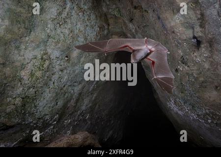 Trident bat, Chewbacca Fledermaus (Triaenops afer) im Flug, Codzo Caves, Mazamba, Sofala, Mosambik. Stockfoto