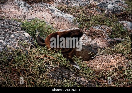 Eine Nahaufnahme eines Galapagos-Seelöwen-Welpen, eingebettet zwischen Felsen und Vegetation, die die intimen und ruhigen Momente der Tierwelt der Insel in ihrer Natur einfangen Stockfoto